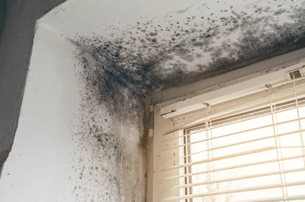 Affordable Mold Inspection And Testing solutions in Asheboro, NC